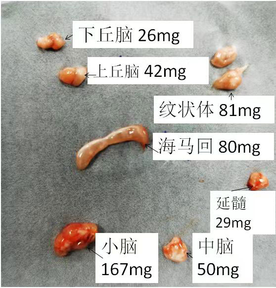 SD大鼠腦組織分區詳解